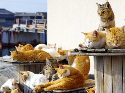 Du lịch trỗi dậy ở hai hòn đảo Nhật Bản nhờ mèo và hươu