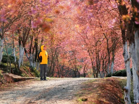 Dải lụa hồng uốn lượn khắp đồi chè Ô Long