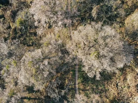 Vô tình phát hiện vườn hoa mơ nở sớm nhất, phủ trắng một góc trời