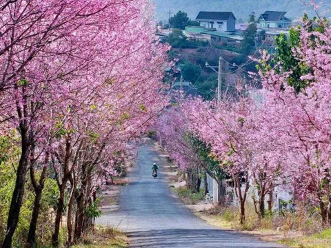 4 điểm ngắm hoa mai anh đào ở Đà Lạt vào mùa xuân