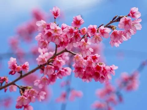 Ngắm hoa anh đào bung nở rực rỡ ở Mộc Châu
