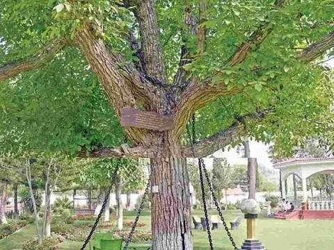 Cây đa bị bắt hơn 100 năm