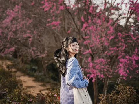 Khách tới Đà Lạt dịp Tết Nguyên đán gặp trúng đợt mai anh đào đẹp nhất