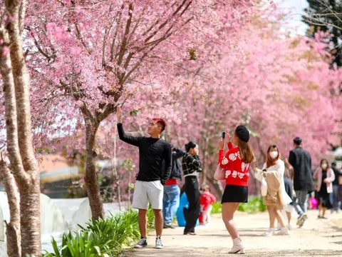 Đà Lạt kín phòng nhờ mùa mai anh đào nở muộn