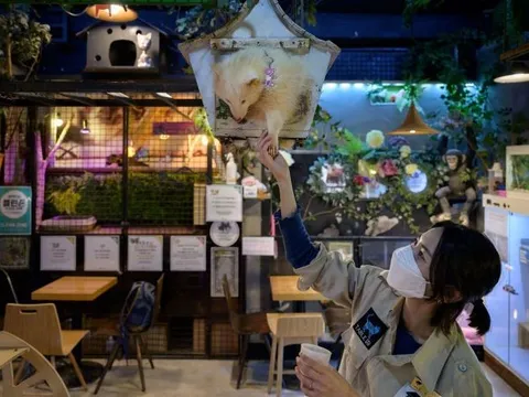 Quán cà phê động vật thành tâm điểm tranh cãi ở Hàn Quốc