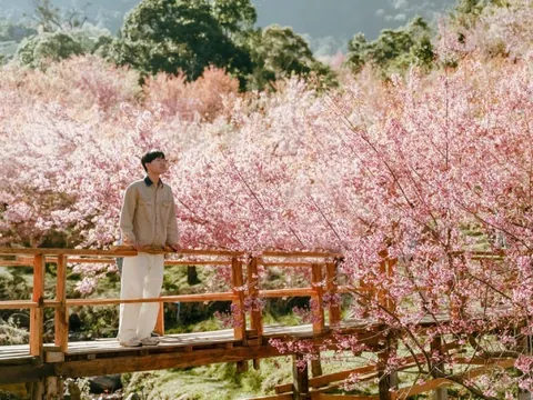 5 ngày đi Thái 'săn' mai anh đào