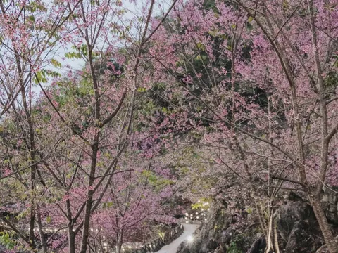 Khách quốc tế đặt Việt Nam, Thái Lan lên 'bàn cân'