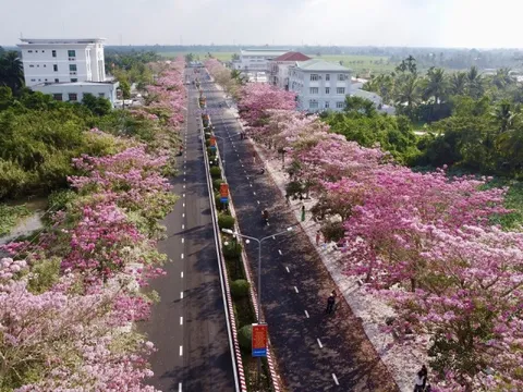 Đường kèn hồng được mệnh danh 'đẹp nhất miền Tây'