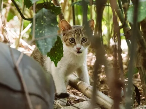 Đảo Mèo có thật ở Trung Quốc