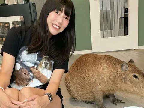 Quán cà phê ở Nhật Bản nổi tiếng nhờ 'nhân viên' chuột lang nước