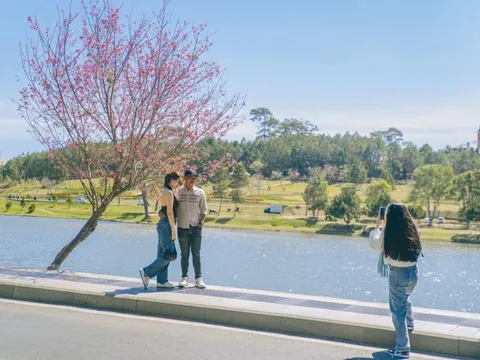 Xử phạt 2 thanh niên đưa chó chiếm cây mai anh đào Đà Lạt