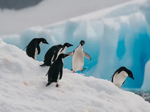 Chim cánh cụt Nam Cực ngay trước mắt