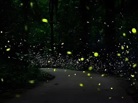 Tour đêm xuyên rừng, ngắm đom đóm tại Cúc Phương gây chú ý