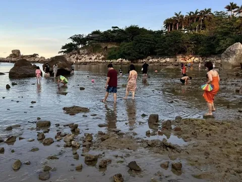 Du khách giẫm đạp san hô khi ra biển Nha Trang mò cua, bắt ốc