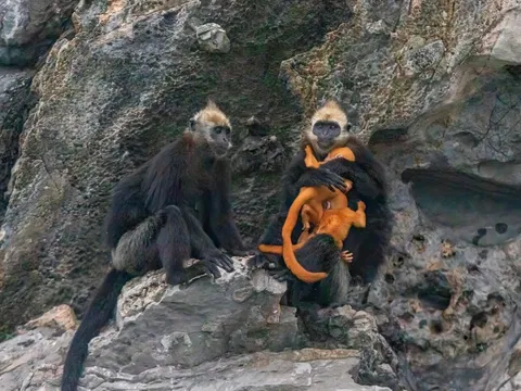 Voọc màu cam ở Cát Bà gây sốt