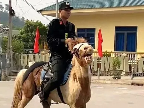Tìm ra thông tin chú ngựa 'Út Ngáo' nổi tiếng ở Điện Biên