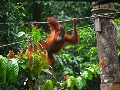 Đười ươi mở tủ lạnh lấy nước khi Malaysia quá nóng