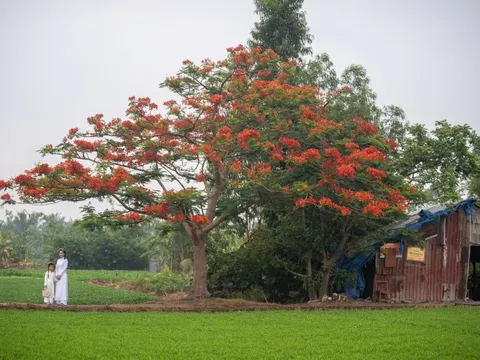 Khách hái hoa, bẻ cành tại 'cây phượng cô đơn' nổi tiếng TP.HCM