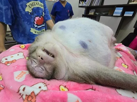Con khỉ béo nhất Thái Lan qua đời
