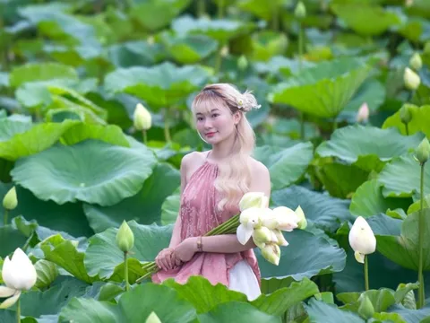 Đầm sen Hà Nội bắt đầu kín 'nàng thơ'