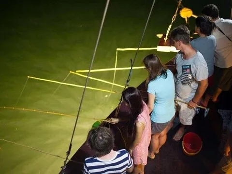 Nở rộ tour câu mực, cắm trại trái phép trên vịnh Hạ Long