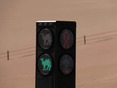 Trung Quốc lắp đèn giao thông cho lạc đà