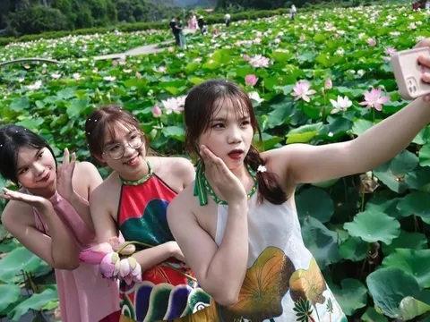 Trăm người đổ về đầm sen nở rộ ở Ninh Bình, chủ đón khách mệt nghỉ