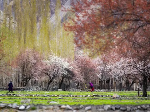 Khách Việt 'săn' hoa mơ ở ngôi làng Ấn Độ