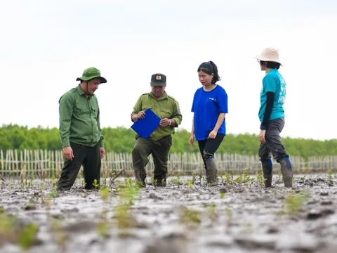 Cánh rừng Net Zero 25 ha tại mũi Cà Mau