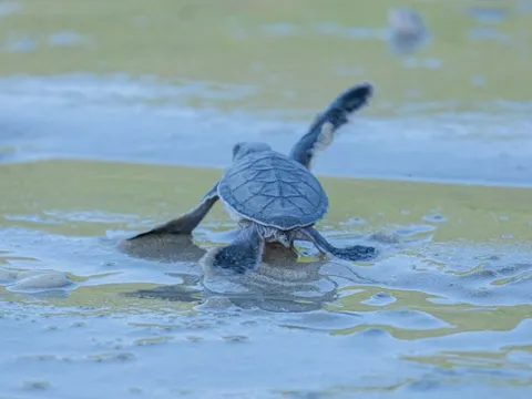 Tôi đi xem rùa đẻ trứng ở Côn Đảo