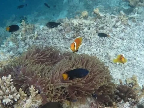 Những điểm lặn biển ngắm san hô dọc Việt Nam