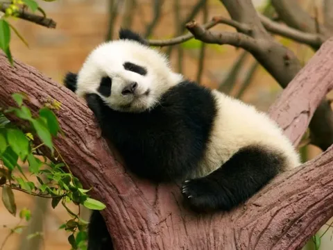 Trung Quốc cấm cửa trọn đời 12 du khách ném đồ ăn vào gấu trúc