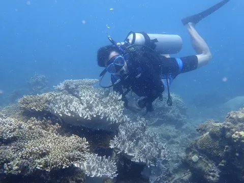 Tạm dừng bơi lội, lặn xem san hô ở một số điểm thuộc VQG Côn Đảo