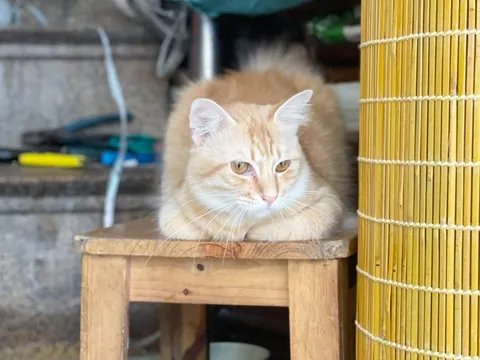 Khách ngoại rủ nhau tìm một chú mèo ở Hà Nội