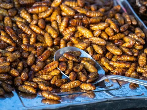 Singapore cho phép bán đồ ăn làm từ côn trùng