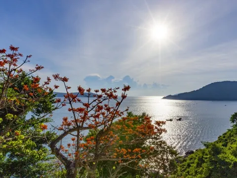 Ngô đồng nở rộ ở Cù Lao Chàm