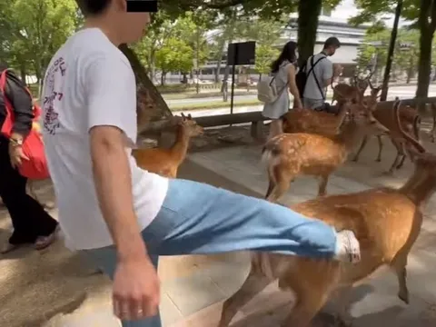 Cảnh du khách đánh nai gây phẫn nộ ở Nhật Bản