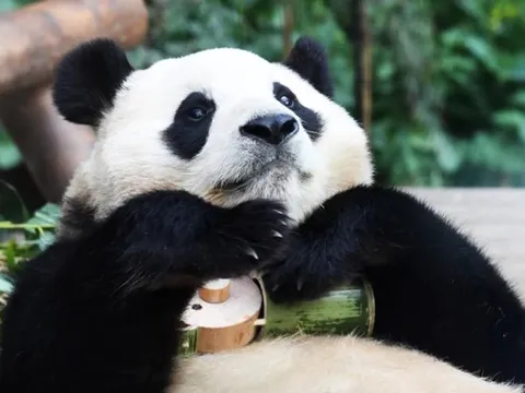 Fan Hàn Quốc giận dữ vì nhúm lông bị rụng trên lưng gấu trúc Fu Bao