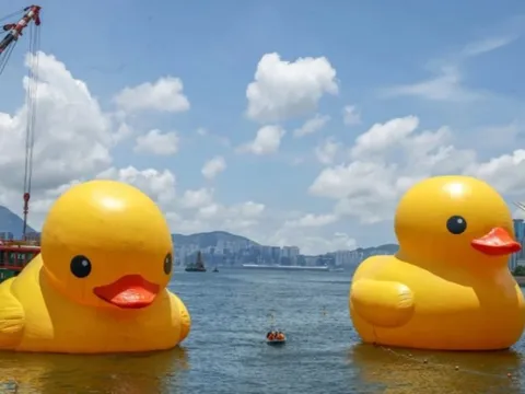 Khi khách sạn, du thuyền đều 'phát cuồng' vì vịt cao su