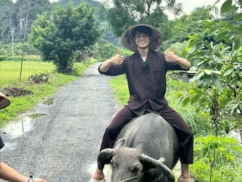 Khách Hàn Quốc trải nghiệm cưỡi trâu ở Ninh Bình