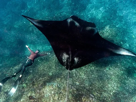 Hiểm họa lặn xem cá đuối đớp mồi ở Hawaii