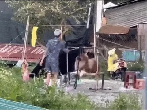 Người bạo hành, ép chó chụp ảnh ở Đà Lạt chỉ mới 13 tuổi