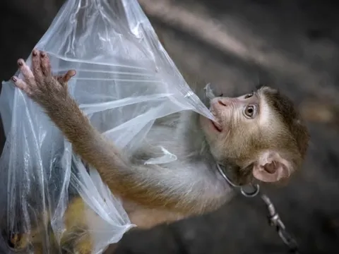 Nỗi sợ từ những con khỉ ho sặc sụa tại Thái Lan