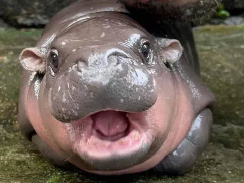 Hà mã nổi tiếng nhất Thái Lan bị khách ném đồ, tạt nước