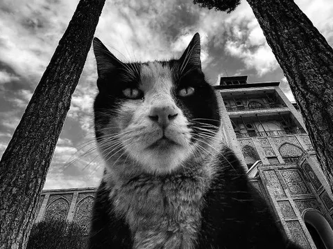 Ảnh gây bật cười về mèo đường phố