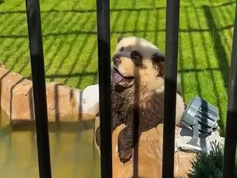 'Gấu trúc' ở sở thú Trung Quốc sủa như chó