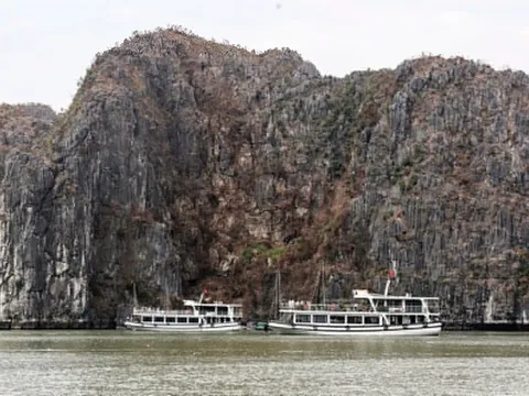 Thảm thực vật có nguy cơ chết khô sau bão trên vịnh Hạ Long