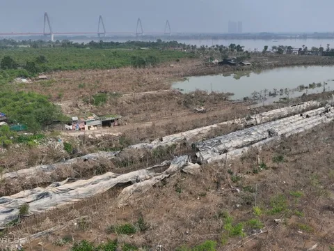 Hà Nội mất mùa cúc họa mi