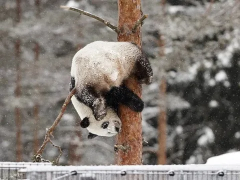 Phần Lan trả gấu trúc về Trung Quốc vì không đủ tiền nuôi dưỡng