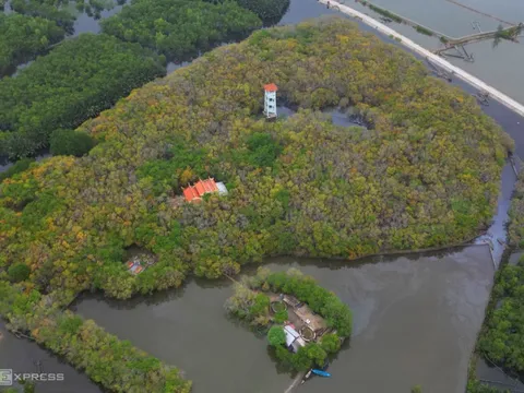 Rừng ngập mặn Rú Chá vào mùa thay lá